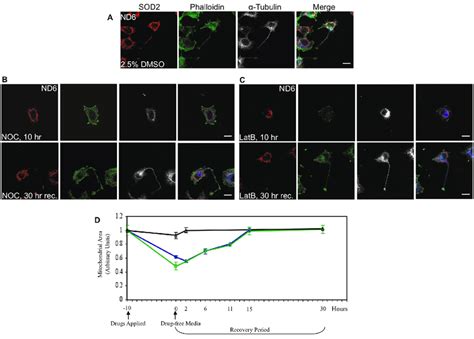 Figure S Nocodazole And Latrunculin B Treatment Results In Decreased