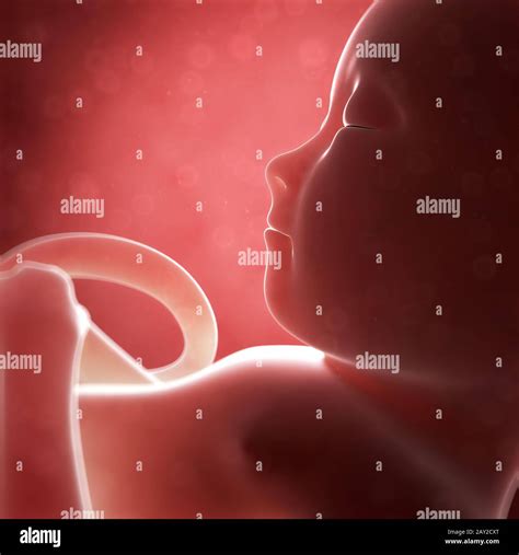 6 Month Fetus Hi Res Stock Photography And Images Alamy