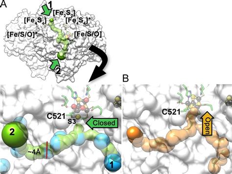 Redox Dependent Access To Active Site A Two Channels Numbered 1 And