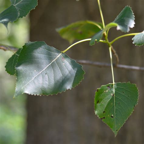 Eastern cottonwood | ontario.ca