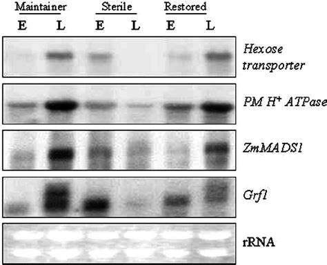 RNA gel blot 20 g of total RNA lane Ϫ 1 analyses showing