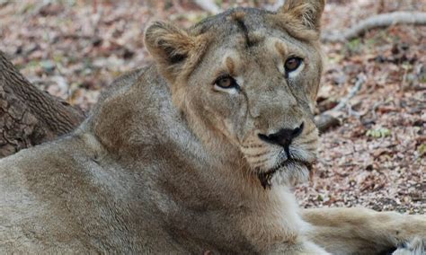 Watch Lioness Jumps Into A Safari Vehicle Heres What Happens Next