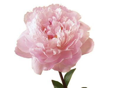 Peony Transparent Background Png Mart