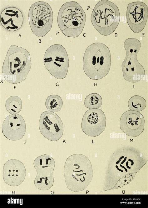 Cytology With Special Reference To The Metazoan Nucleus Cells N6