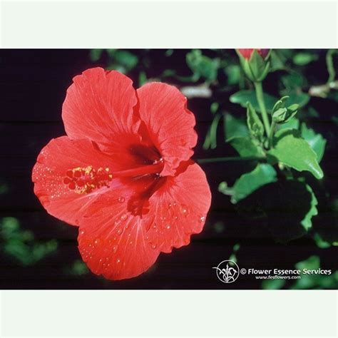 Hibiscus Pour D Velopper La Sexualit F Minine Lixir Fes