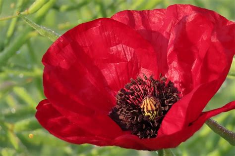 Mohn Blumen Wallpaper Mohnblume Kostenloses Foto Auf Pixabay Pixabay