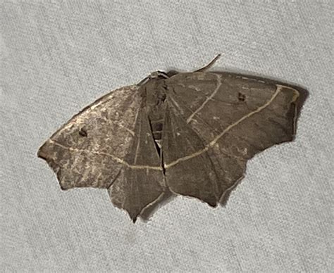 Pale Metanema Moth From Penn Ave Apalachin NY On August 9 2023 At 11