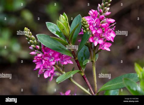 Hebe Evergreen Shrub Flower Hi Res Stock Photography And Images Alamy