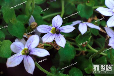 Laurentia Blue Star Creeper Pratia Pedunculata Laurentia Fluviatilis