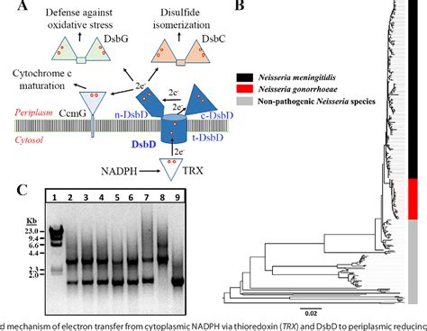 Figure 1 From Structural And Biochemical Insights Into The Disulfide