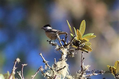 Myanmar Highlights - A Wildlife & Cultural Tour - Naturetrek