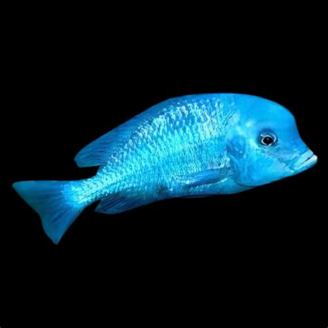 Haplochromis Moorii Blue Dolphin Malawi African Cichlid Sims Tropical