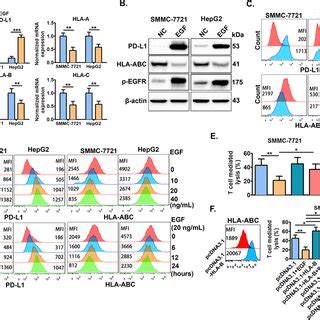 P Mapk Mediates Egfr Activationinduced Pdl Upregulation And