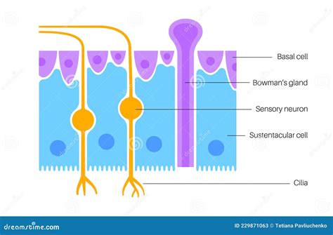 Olfactory Epithelium Anatomy Stock Vector Illustration Of Anatomy