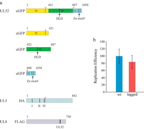 UL52 Primase Interactions In The Herpes Simplex Virus 1 Helicase