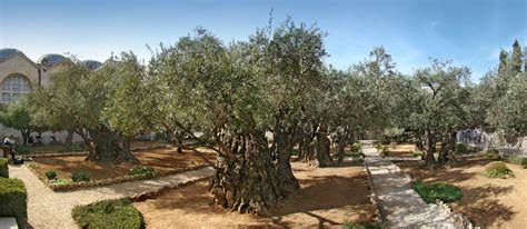 The Biblical Olive Trees – The Garden of Gethsemane – The Treeographer