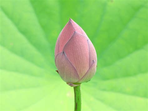 Pink Lotus flower bud close-up photo, nelumbo HD wallpaper | Wallpaper ...