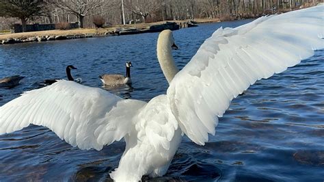 Swan Cob Pete His Juvenile Flying Around Swans Feeding February