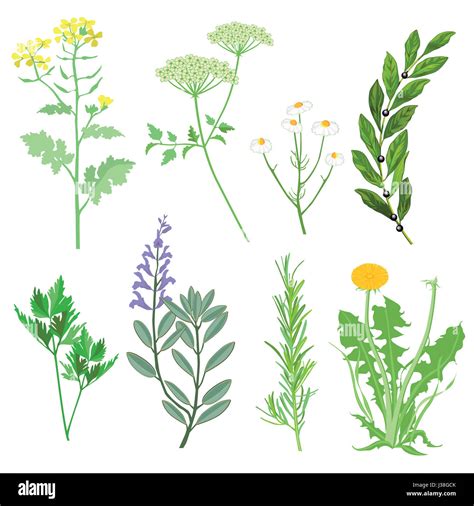 Las Hierbas Y Plantas Medicinales Ilustraci N Nica Fotograf A De