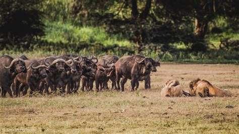 5 Serkan Hussein Lions With Buffalo Kill And Herd Of Buffalo Ngorongoro