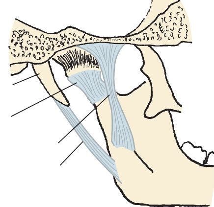 Final Exam Ch 14 Diagram 10 Internal Surface View Of Left TMJ