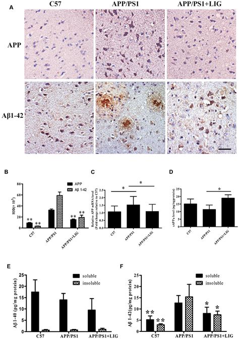 Frontiers Neuroprotective Effect Of Ligustilide Through Induction Of