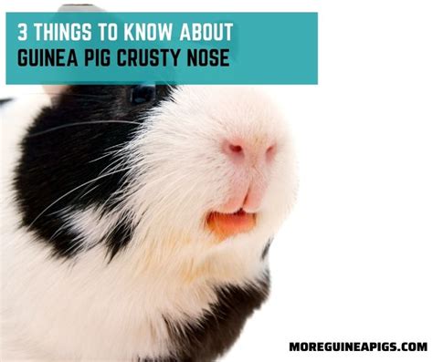 Guinea Pig Lump Under Chin Cause Treatment And How To Care More