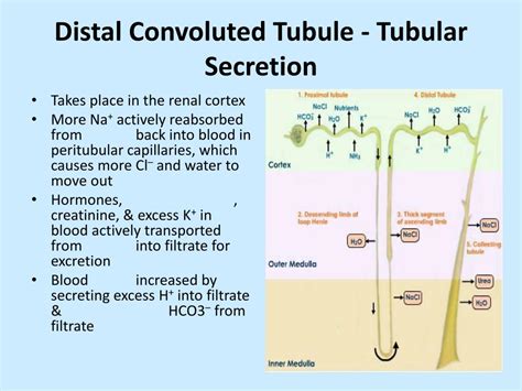 Ppt Urinary System Powerpoint Presentation Free Download Id2241524