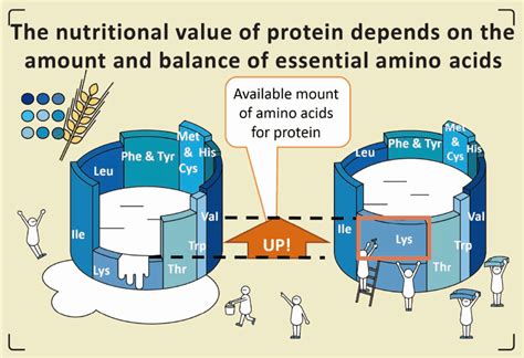 What Are Amino Acids? | Amino Acids Explained | Amino Acids | Ajinomoto ...