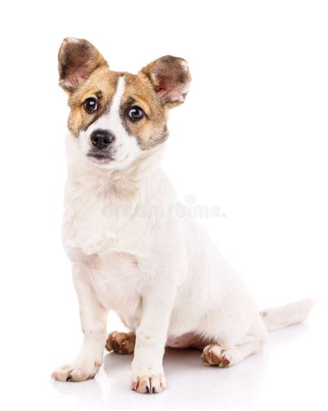 A Dog With Round Ears Sitting On A White Background Stock Image Image