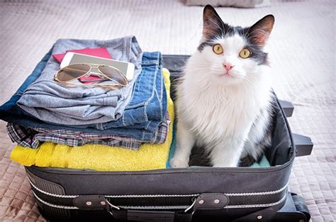 Traveling With Your Pet Carrie Pawpins