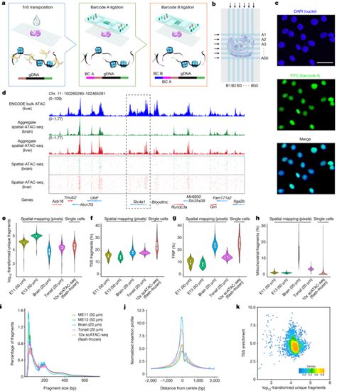 Spatial Profiling Of Chromatin Accessibility In Mouse And Human Tissues