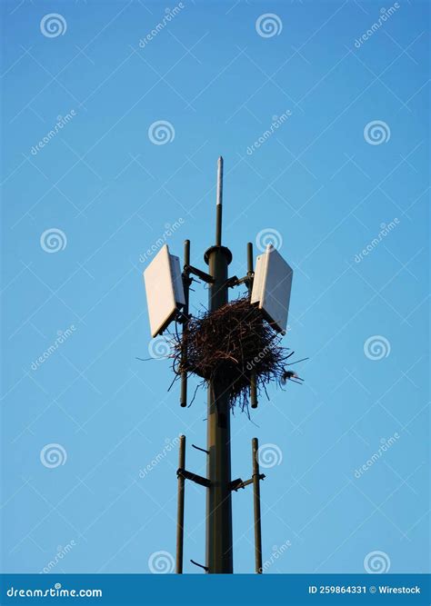 Bird Nest on a Top of Cell Tower Against Blue Sky Stock Image - Image