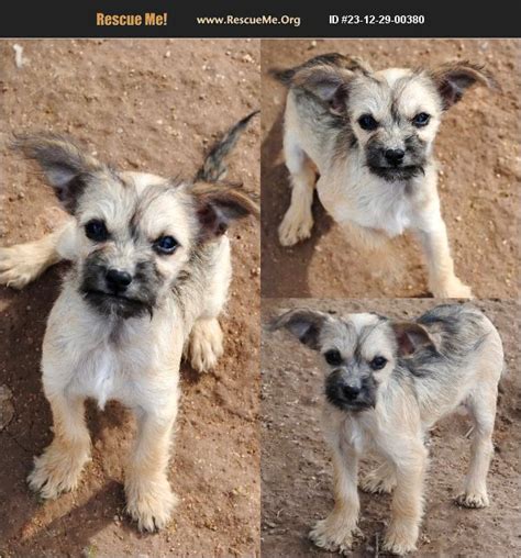 ADOPT 23122900380 Yorkie Rescue Casa Grande AZ