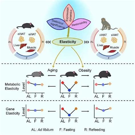 衰老、肥胖时，代谢如何改变？《细胞》子刊全新概念展示代谢动态变化 知乎
