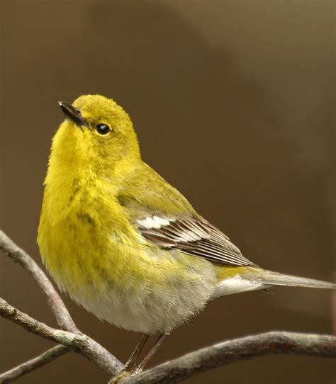 マツアメリカムシクイ Pine Warbler Setophaga pinus Certhia pinus Dendroica