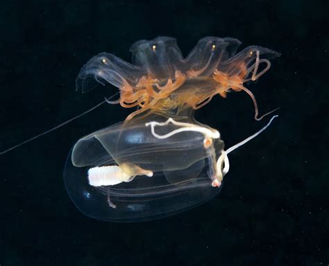 Jellyfish Facts: Habitat, Behavior, Diet