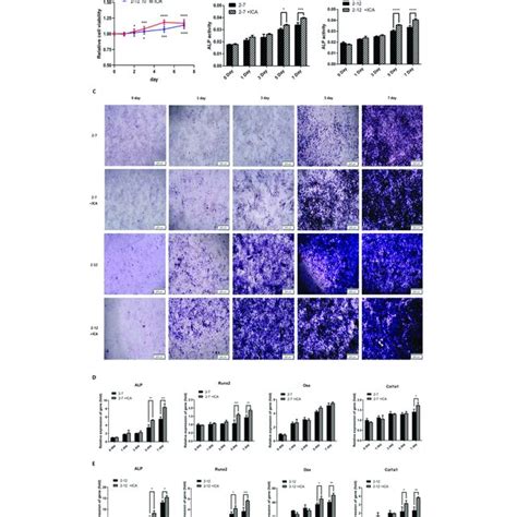 Icariin Improved The Osteogenic Differentiation Of The Nf Cell Models