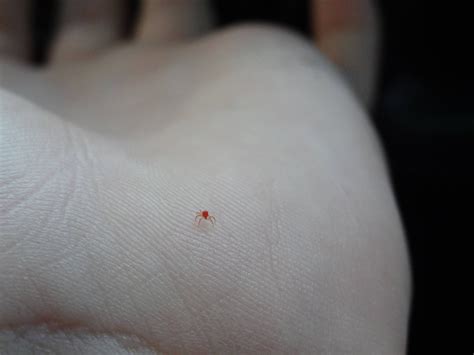 Smallest spider I have ever seen. Anyone Know the name of little red ...