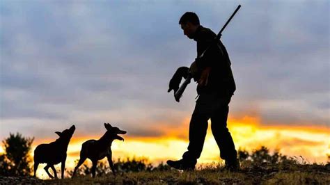 Silueta De Perro De Caza De Aves