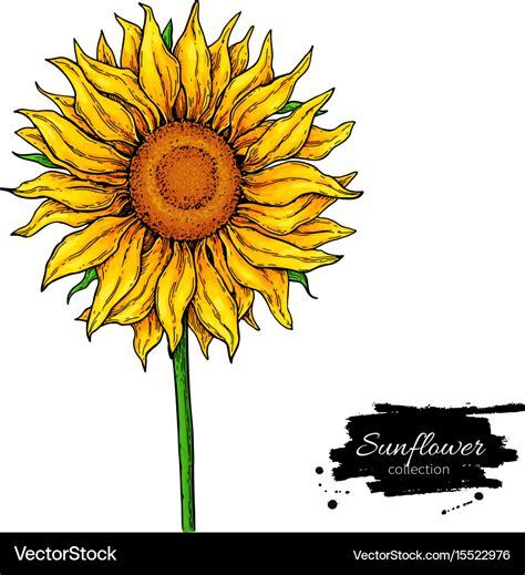 Sunflower Flower Drawing Hand Drawn Royalty Free Vector