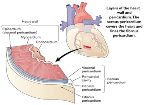 Cardiopulm Anatomy Overview Flashcards Quizlet