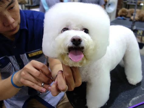 For Taiwanese Dogs Being Square Is Stylish 885 Wfdd