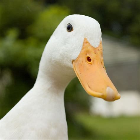 How Long Do Ducks Live Unveiling Their Lifespan Secrets 2024