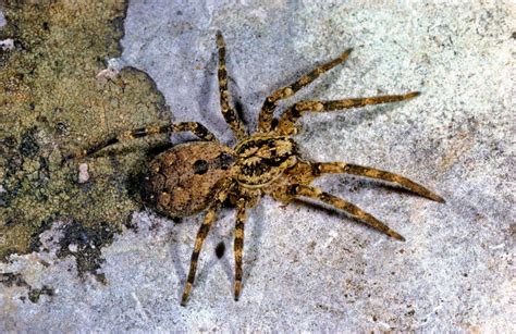 Handgroße Nosferatu Spinne macht sich in Deutschland breit