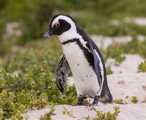 African penguin | San Diego Zoo Wildlife Explorers