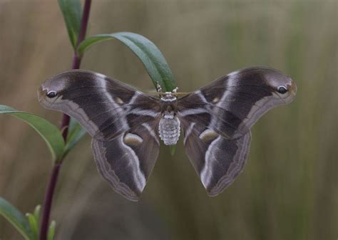 Samia Ricini Eri Silk Moth Moth Silk Breeds