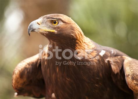 California Golden Eagle Stock Photo | Royalty-Free | FreeImages