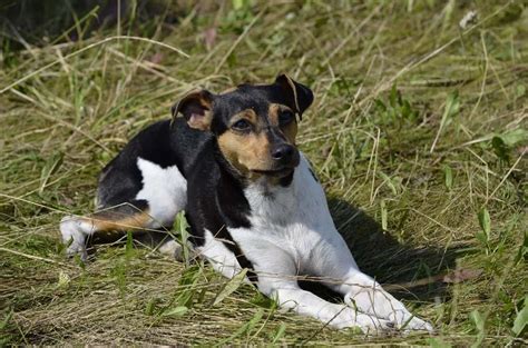 Fox Paulistinha Conhe A Todas As Caracter Sticas Da Ra A Terrier