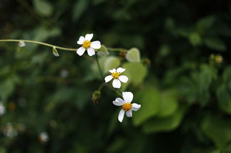 Flores Planta Blancas Foto Gratis En Pixabay Pixabay